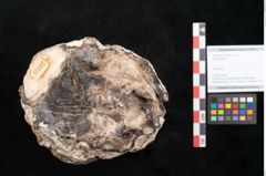 Foto (Objekt + Etikett) von Plantae indet.  (NHMW-GEO-2024-0188-11592)